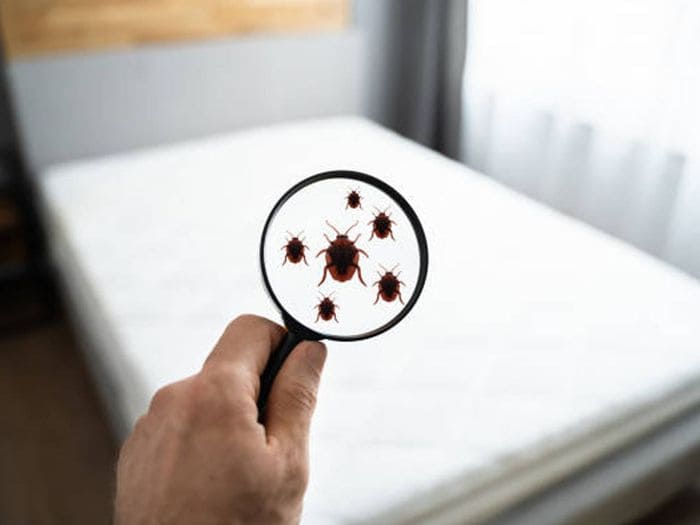 Клопы, найти на кровати